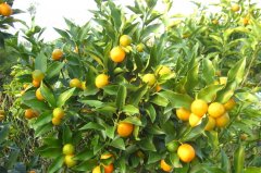 支招:如何祛除口臭